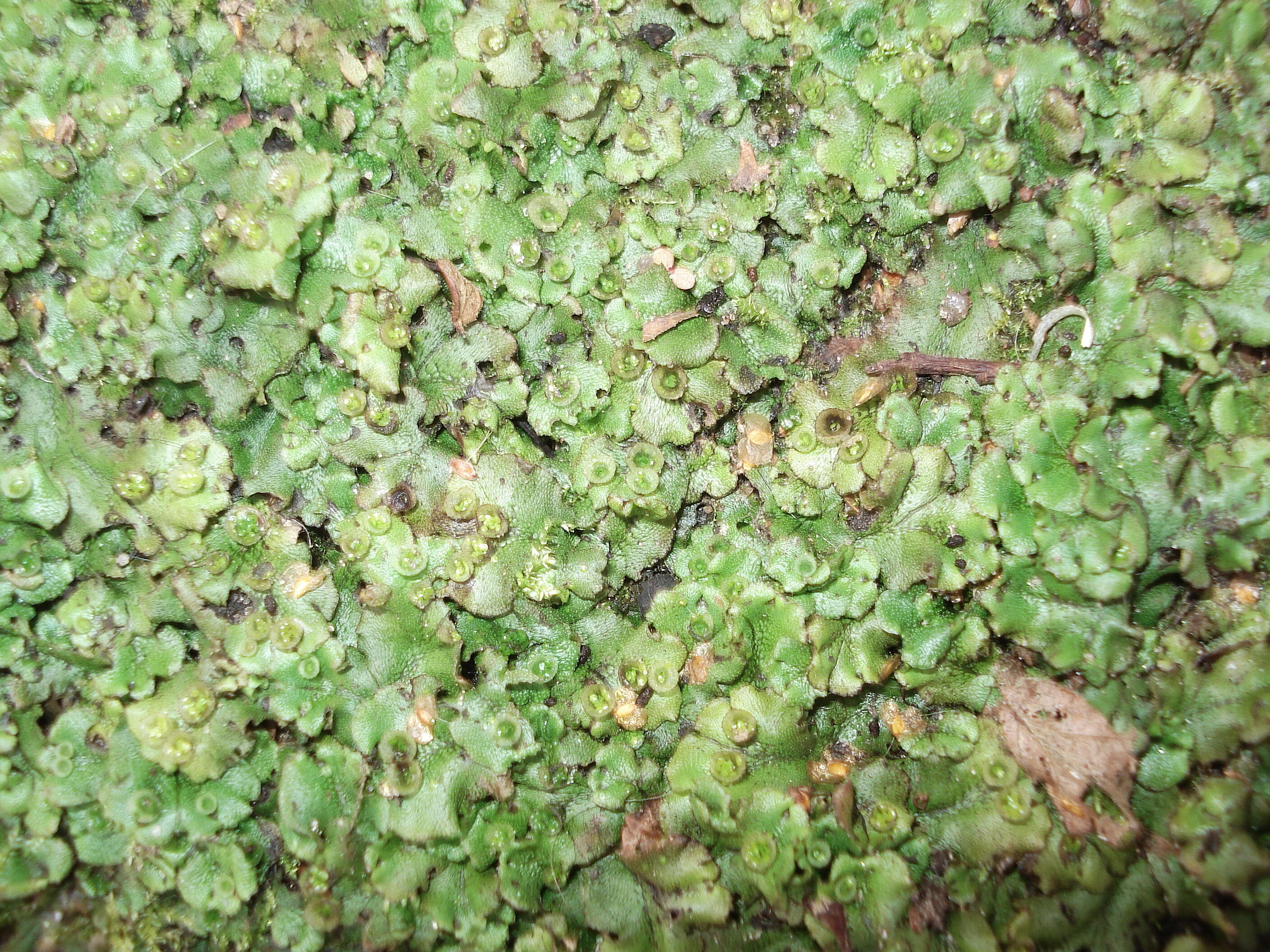 Image of common liverwort