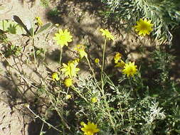 Image of Common Woolly Sunflower