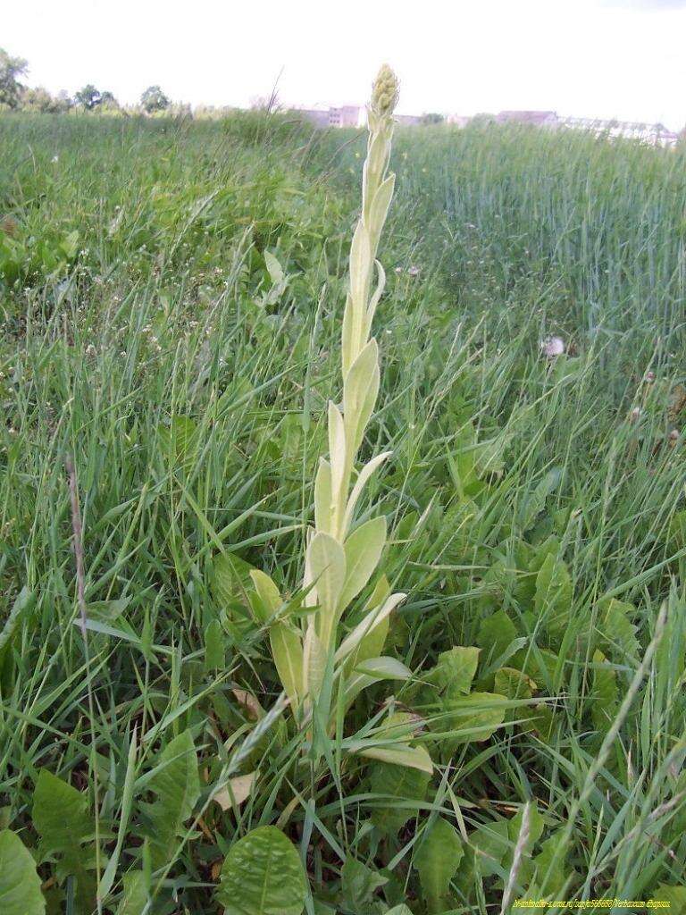 Image of Great Mullein