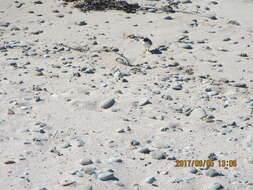 Image of Shore Dotterel