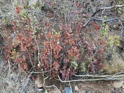 Berberis claireae R. Moran的圖片