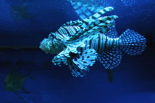 Image of Common lionfish