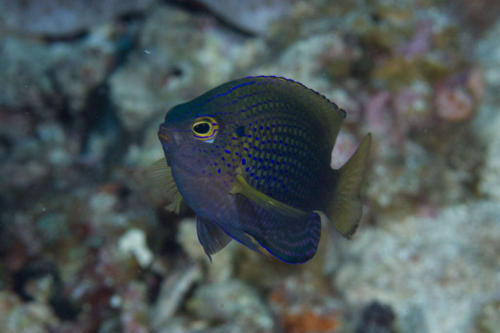 Image of Ocellate damselfish