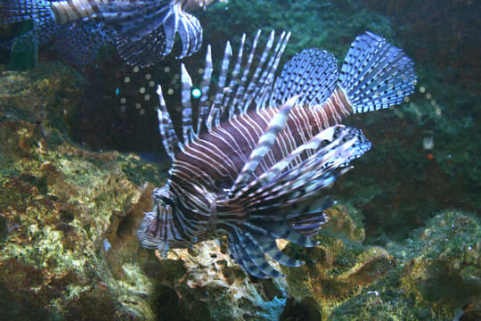 Image of Common lionfish