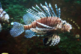 Image of Common lionfish