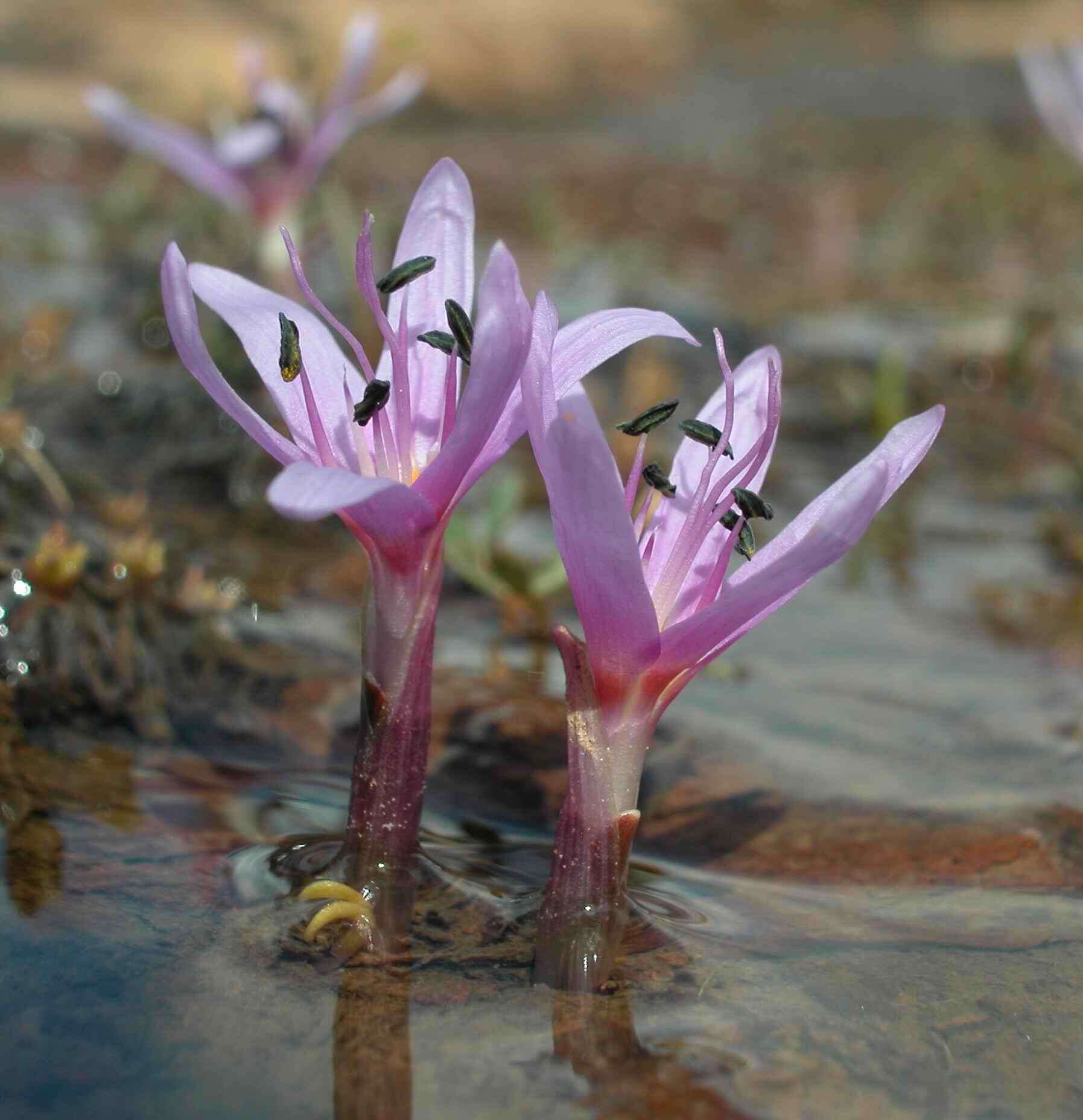 Image of colchicum