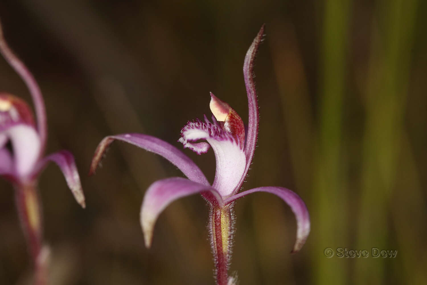 Image of Pink candy orchid