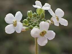 Plancia ëd Harmsiodoxa blennodioides (F. Muell.) O. E. Schulz