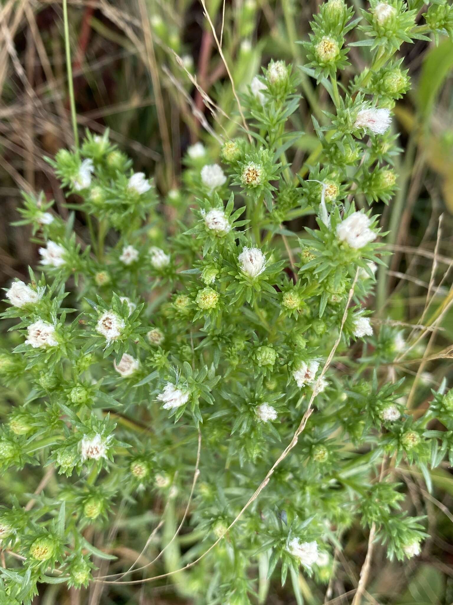 Image of rayless alkali aster