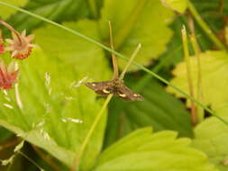 Image of Mint moth