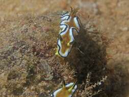 Image of Black edge white brown slug