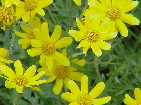 Image of Common Woolly Sunflower