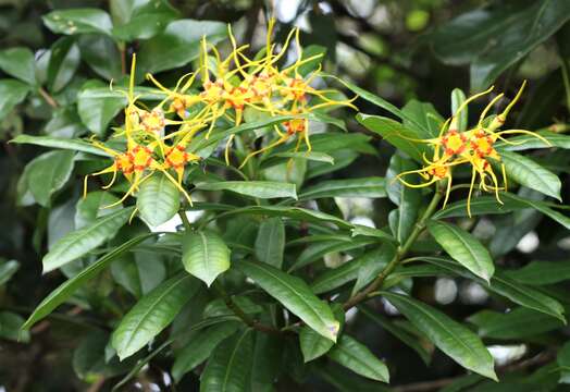 Image de Strophanthus speciosus (Ward & Harv.) Reber