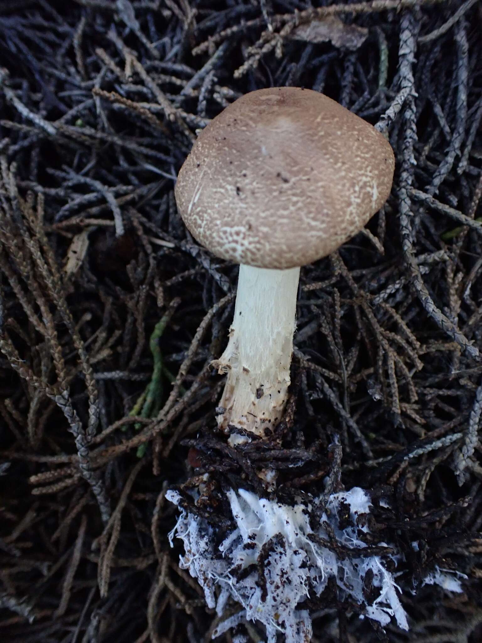 Lepiota spheniscispora Vellinga 2001 resmi