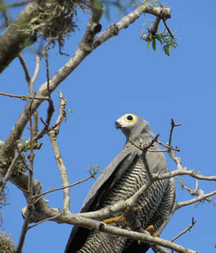 Image of Madagascan Harrier-Hawk