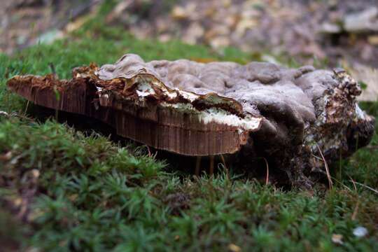 Image of Ganoderma applanatum