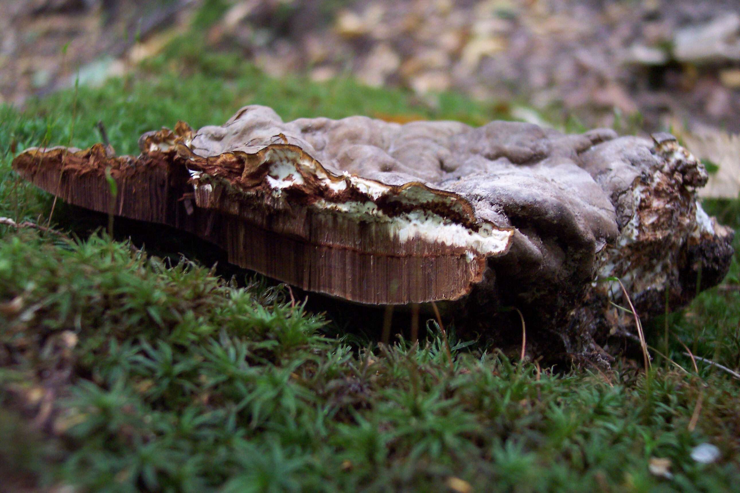 Image of Ganoderma applanatum