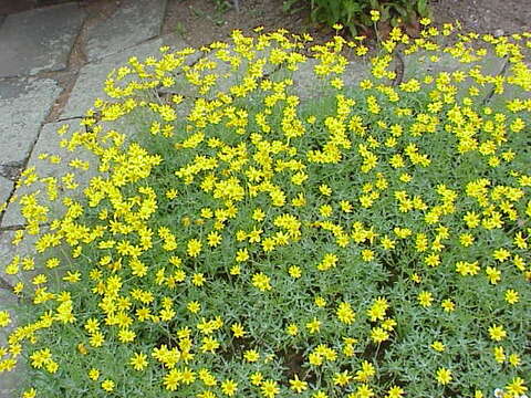 Image of Common Woolly Sunflower