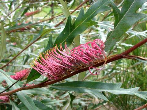 Image of Grevillea barklyana F. Müll. ex Benth.