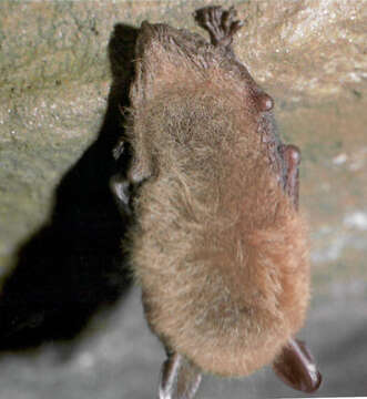 Image of Northern Long-Eared Bat