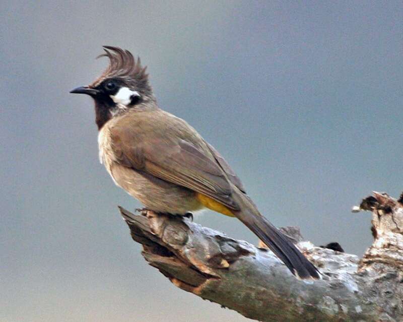 Image of Himalayan Bulbul