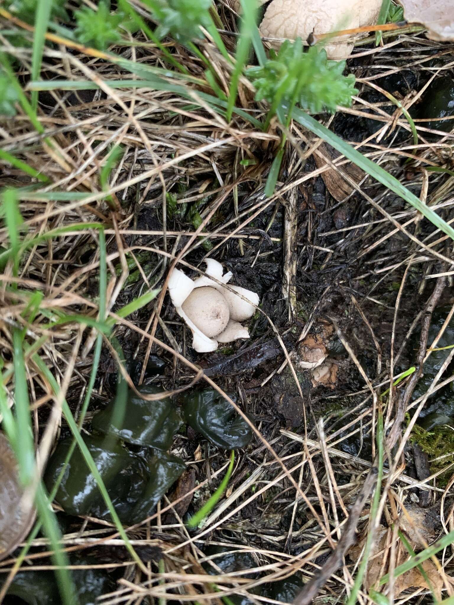 Image of Geastrum minimum Schwein. 1822