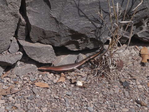 Image of Chalcides coeruleopunctatus Salvador 1975