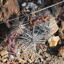 Image of matted cholla