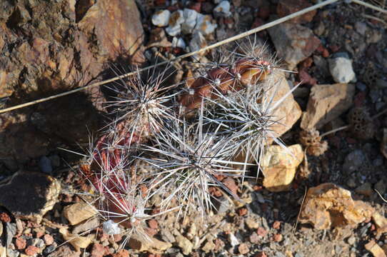 Image of matted cholla