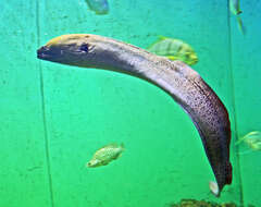 Image of Giant moray