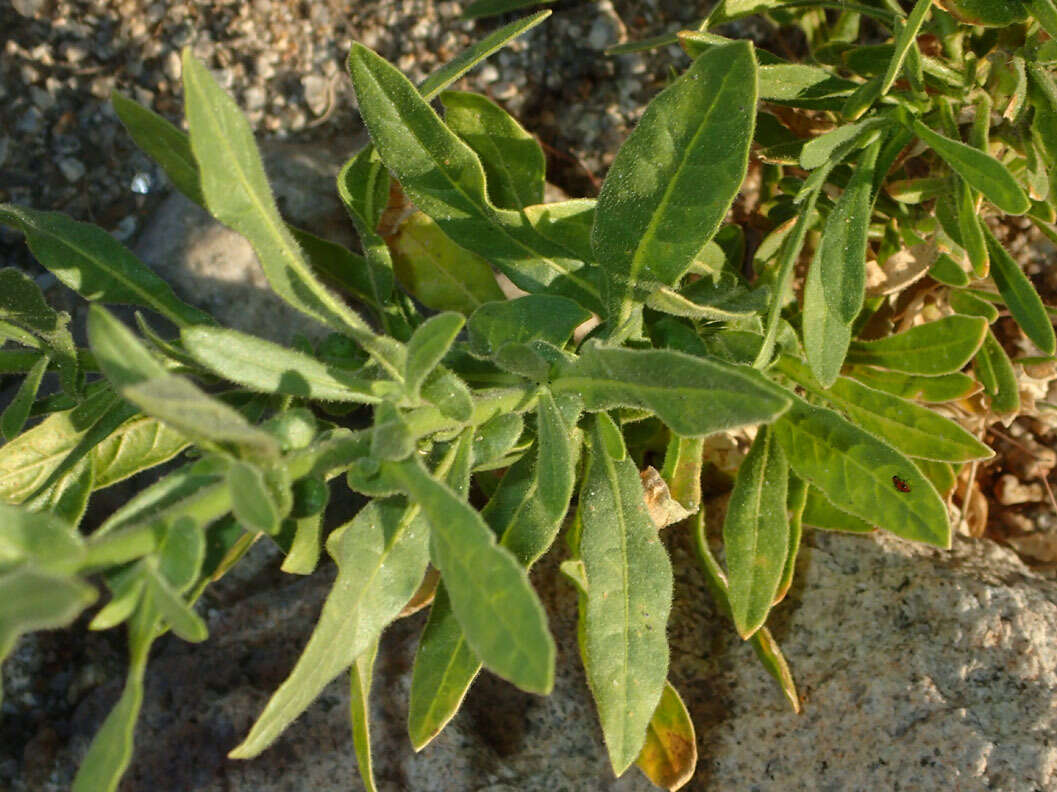 Image of desert tobacco,