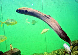 Image of Giant moray