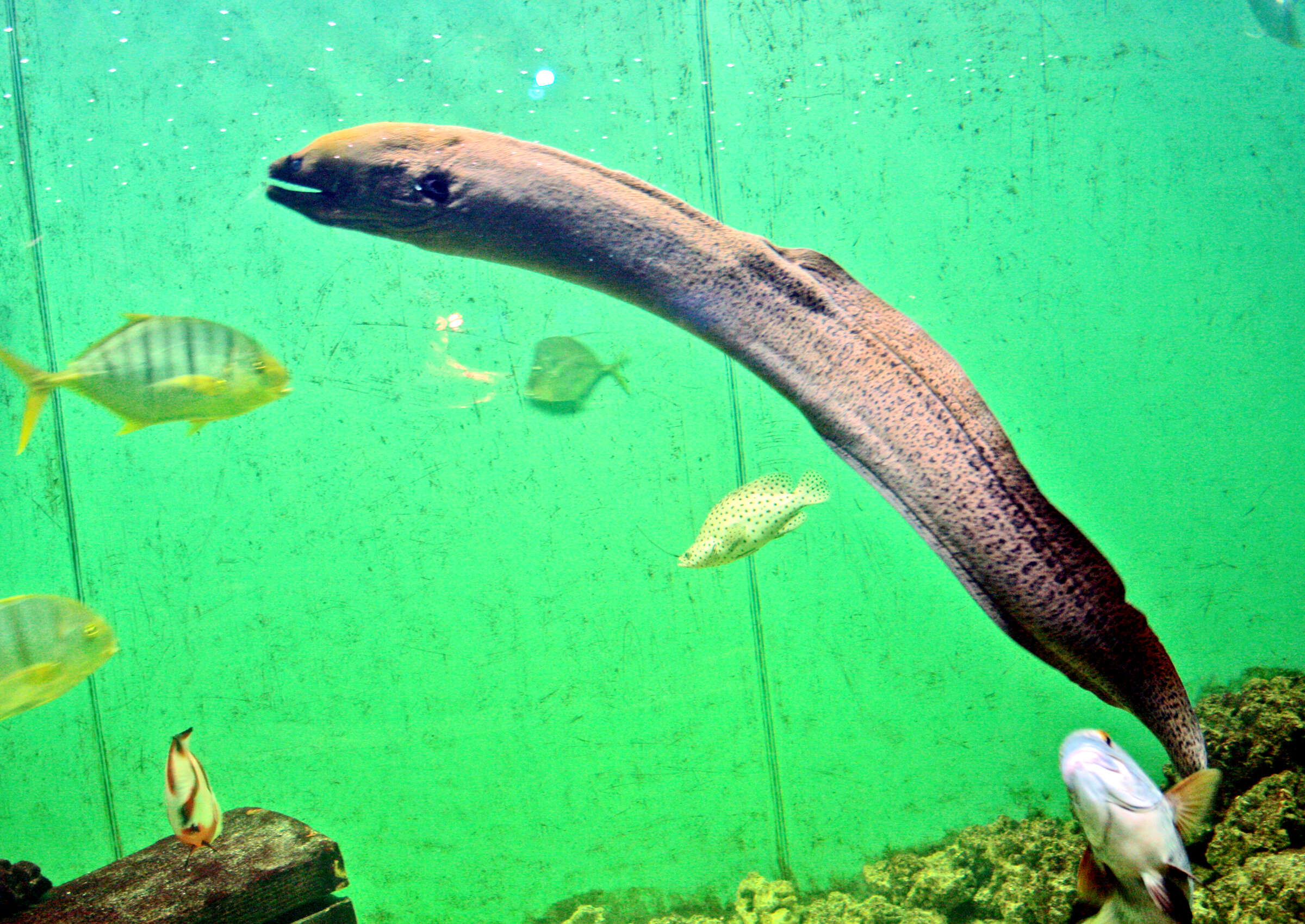 Image of Giant moray