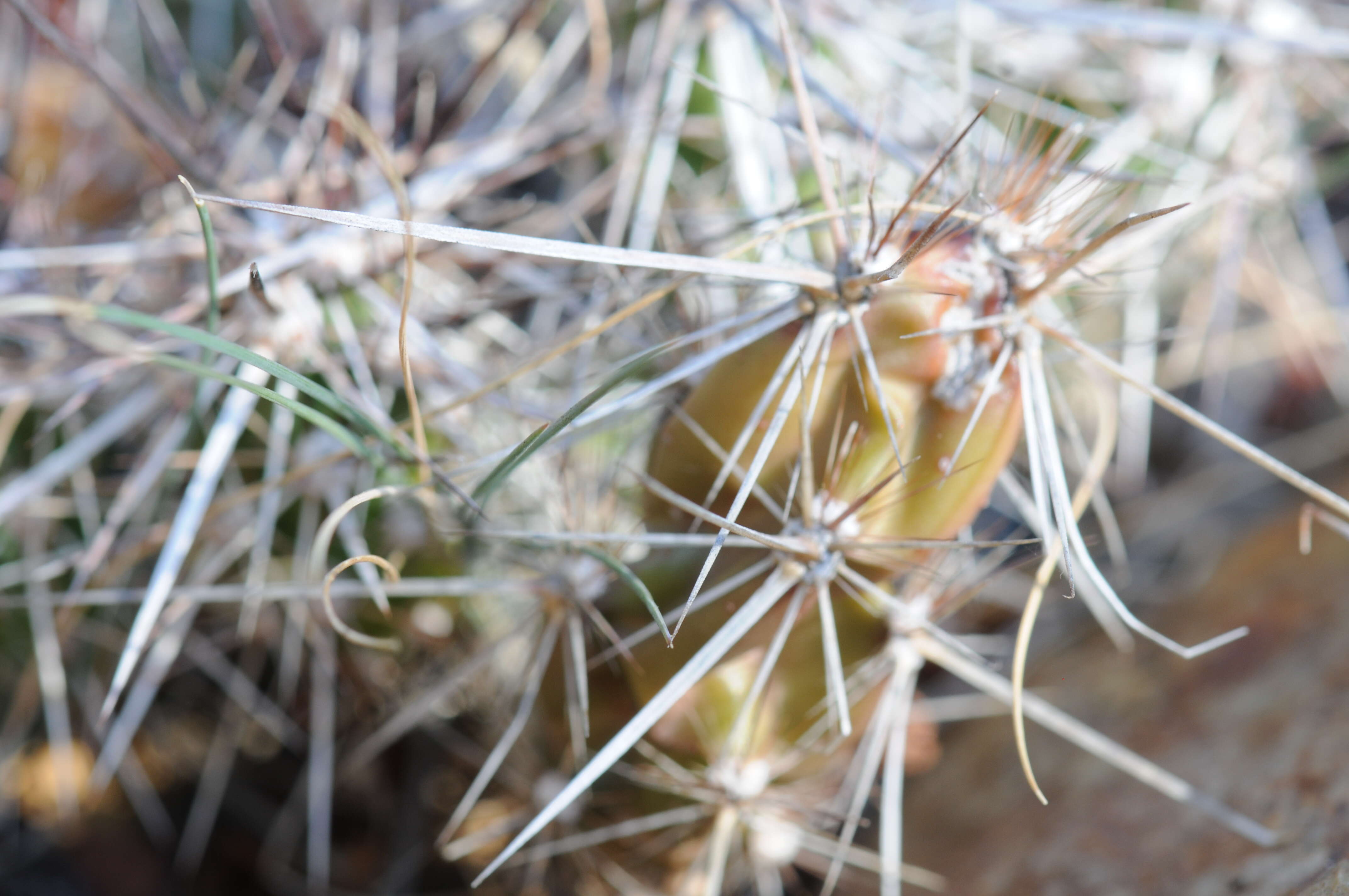 Image of matted cholla