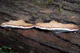 Image of Ganoderma applanatum