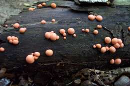 Image of Lycogala epidendrum