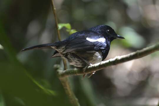 Image of Madagascan Magpie-Robin