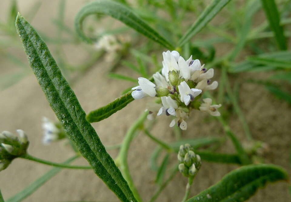 Imagem de <i>Ladeania lanceolata</i>