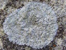 Image of diploicia lichen