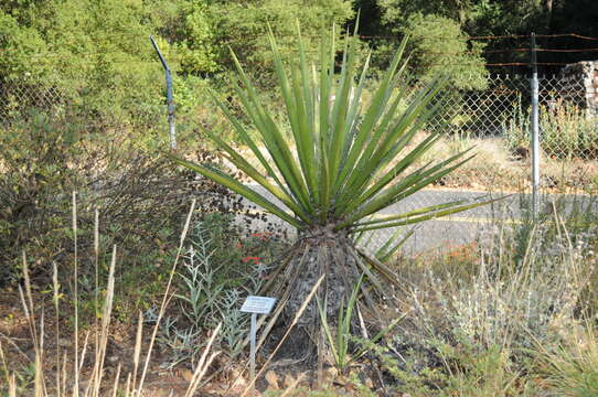 Image of Mojave yucca