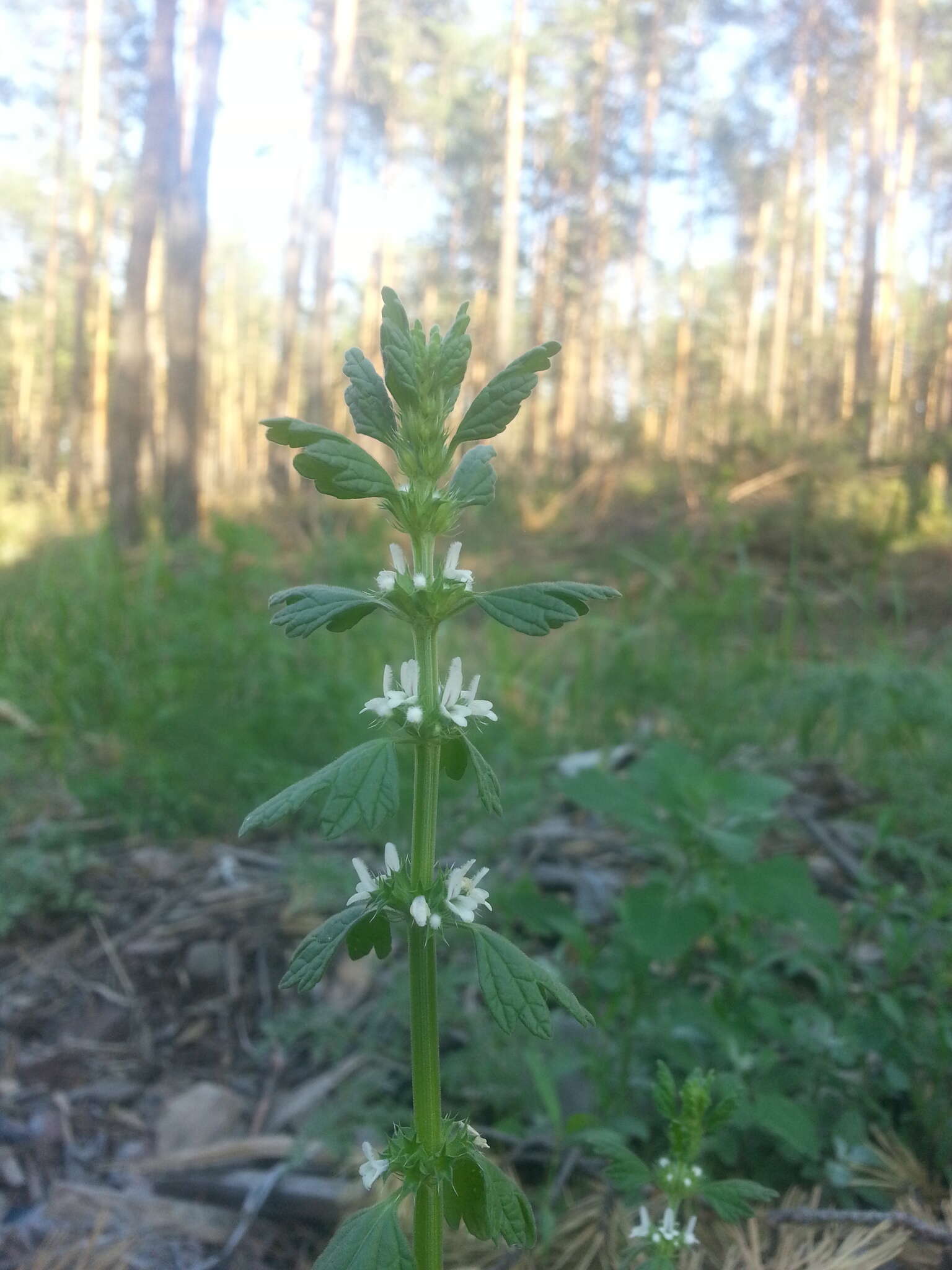 Plancia ëd Lagopsis supina (Stephan ex Willd.) Ikonn.-Gal.