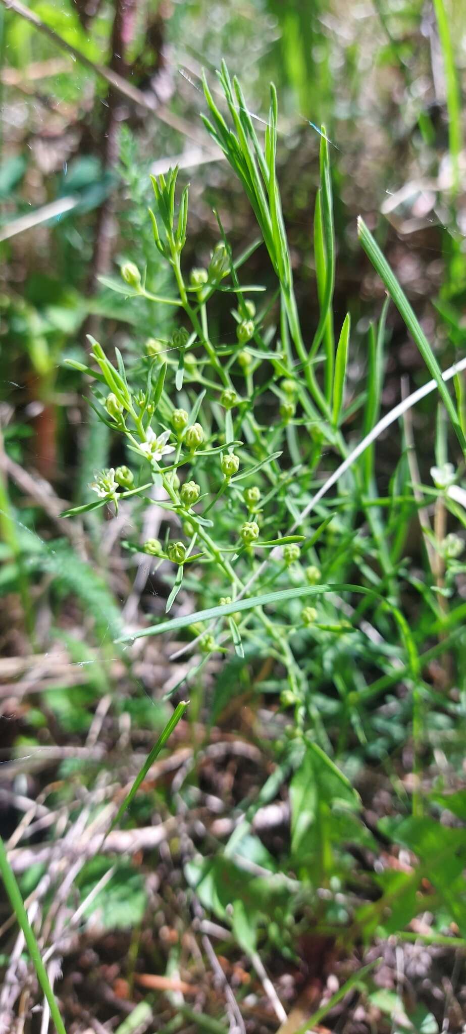 Image of Thesium repens Ledeb.