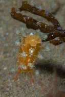 Image of Tasselled nudibranch