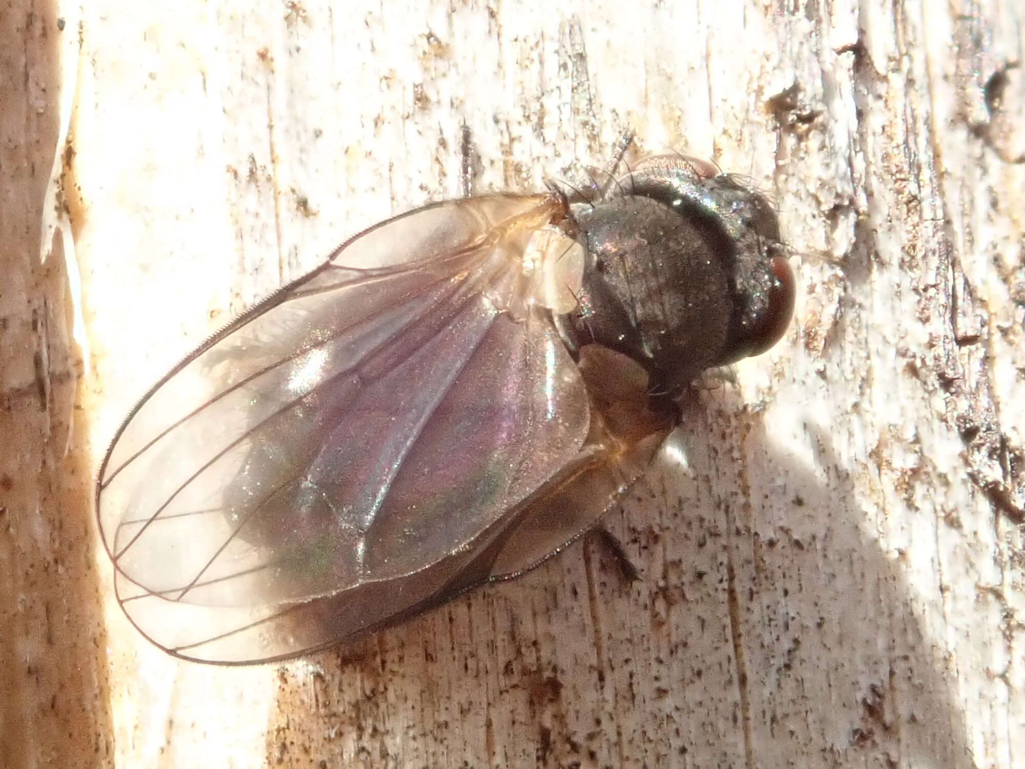 Sivun Earomyia lonchaeoides Zetterstedt 1848 kuva