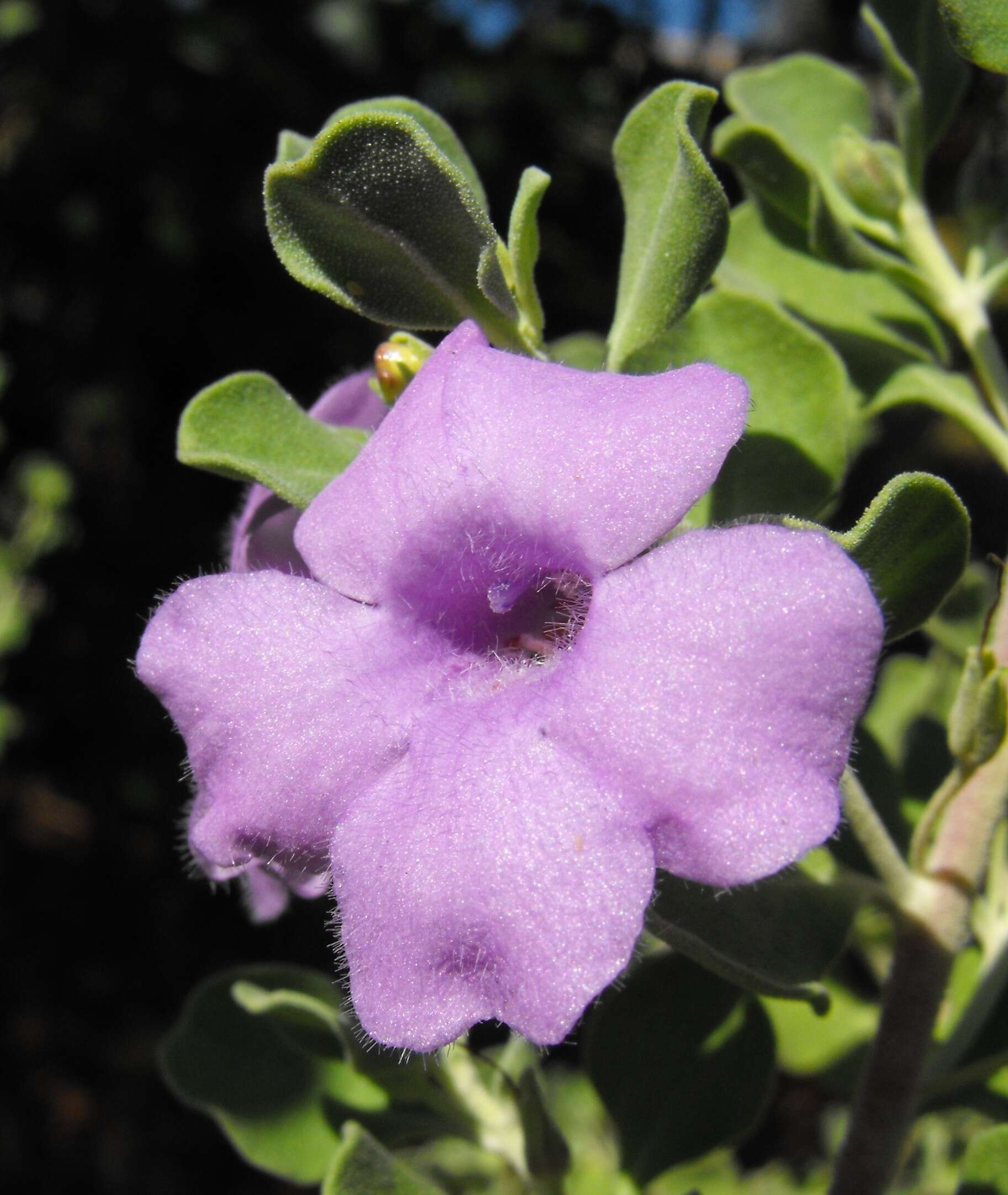 Image of Leucophyllum langmaniae L. D. Flyr