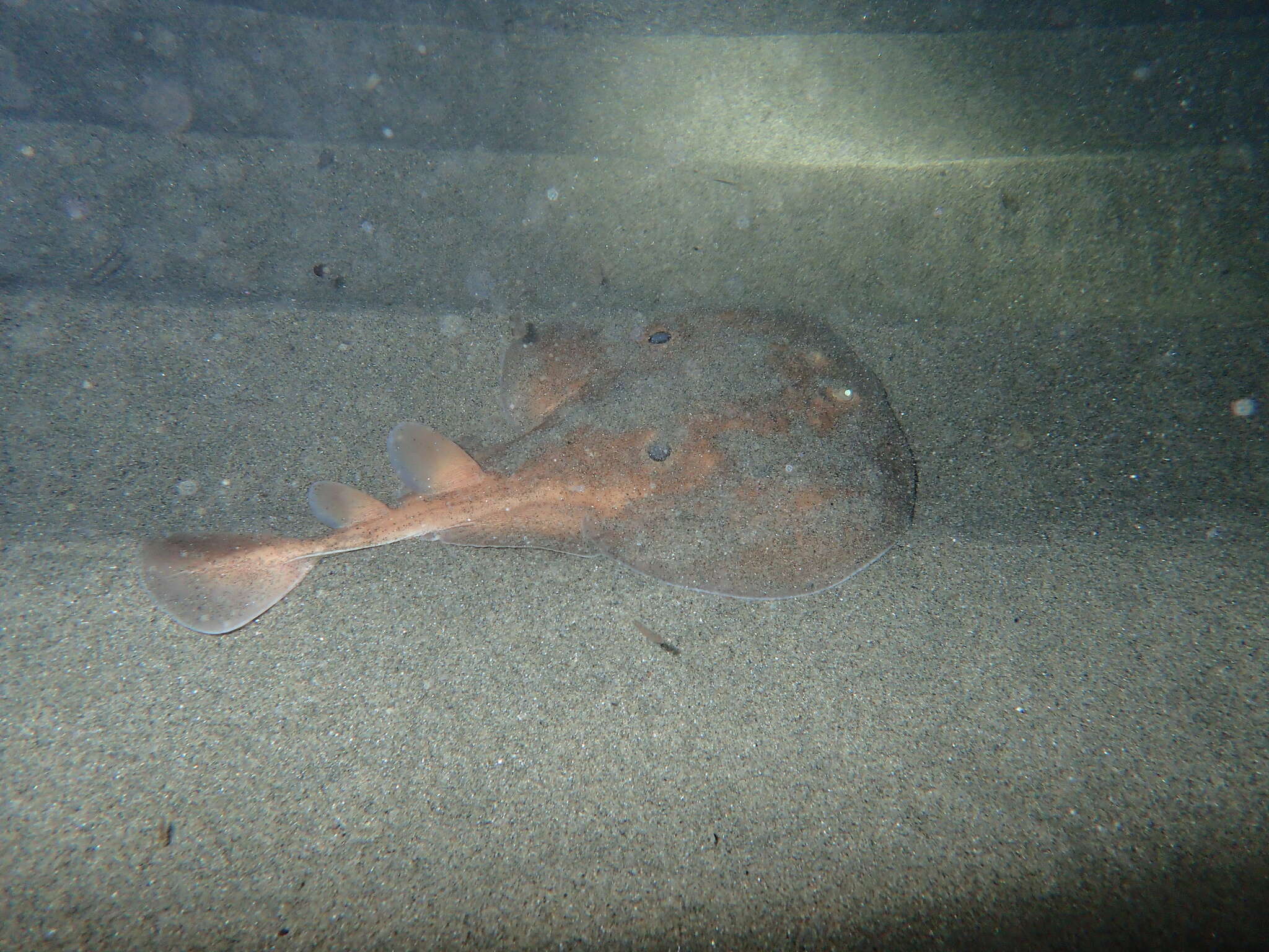 Image of Common Torpedo Ray