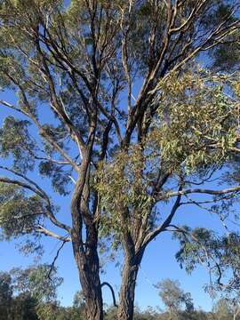 Слика од Eucalyptus crebra F. Müll.