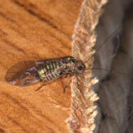 Image of Blastopsocus lithinus (Chapman & P. J. 1930)