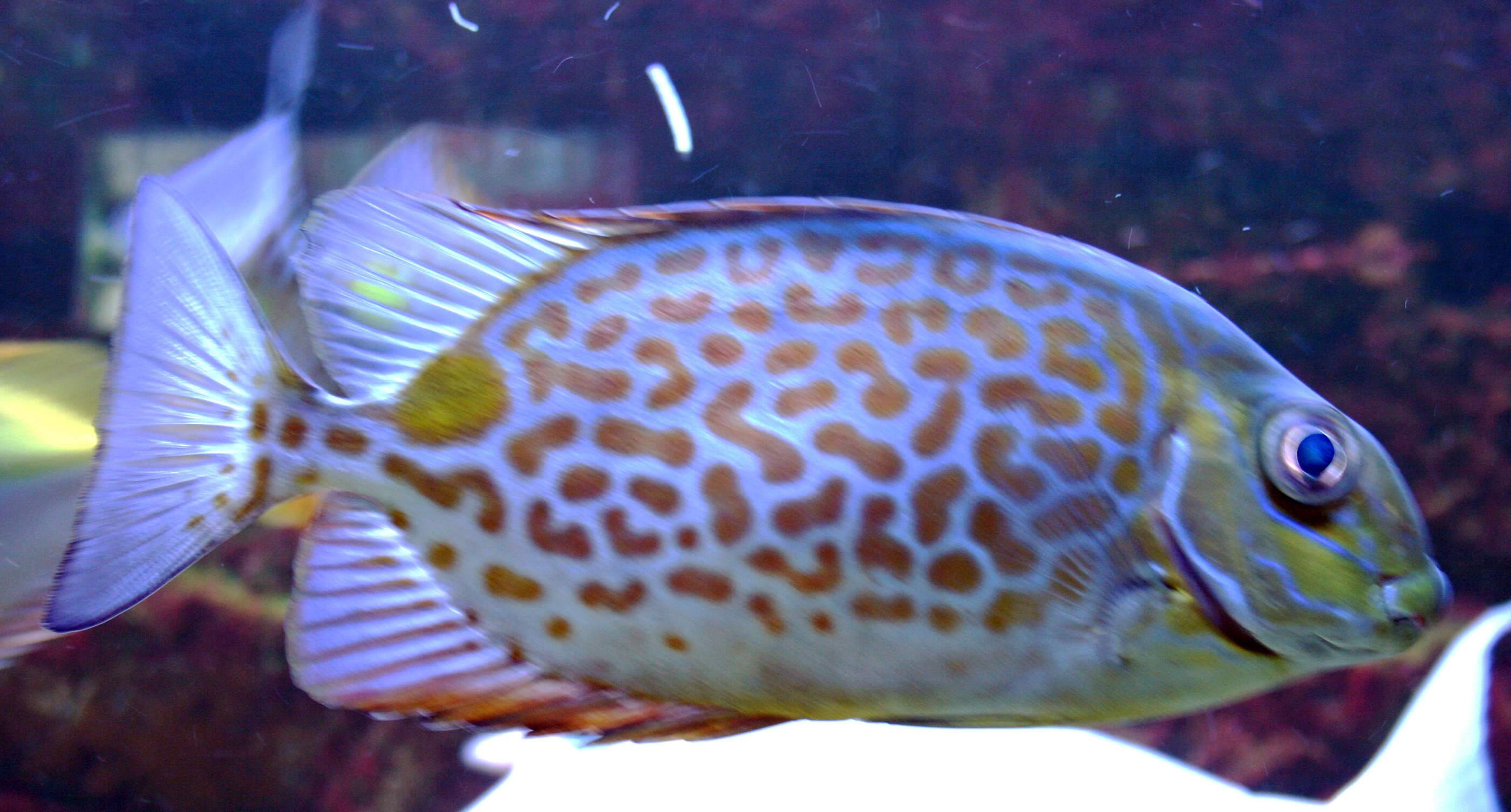 Image of Golden rabbitfish