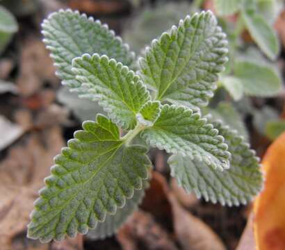 Image of Nepeta faassenii Bergmans ex Stearn